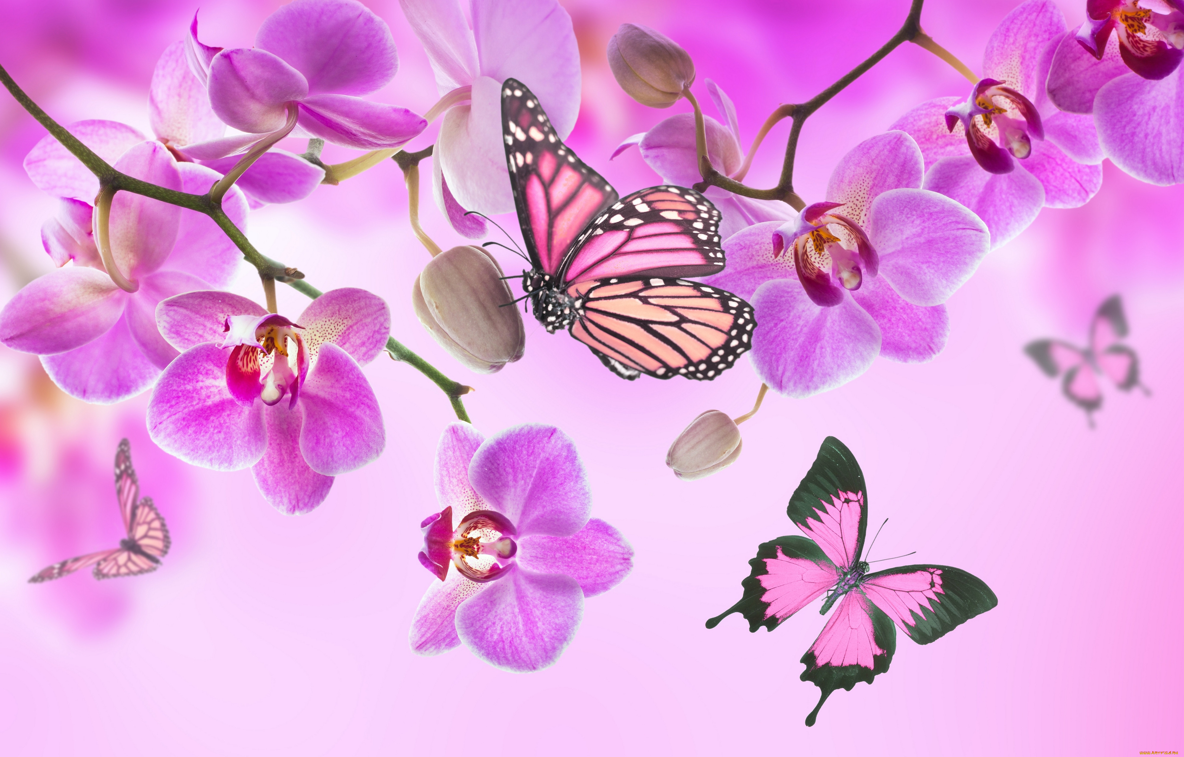 ,  , beautiful, flowers, orchid, pink, blossom, , butterflies, , 